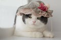 Photo of dissatisfied cat in a lady`s hat