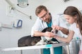 Doctor checking teeth of dog at veterinary clinic