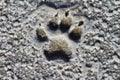 Photo of dog footprint on the salty beach ground, photo of nature Royalty Free Stock Photo