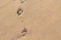 Photo of dog footprint on the tropical beach Royalty Free Stock Photo