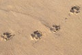 Photo of dog footprint on the tropical beach Royalty Free Stock Photo