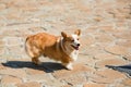 Photo of a dog breed welsh pembroke corgi red colored standing on the pavement.