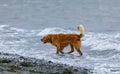 A photo of a dog playing in a water on the beach. Wet dog playing in the sea with a ball, golden retriever on the beach Royalty Free Stock Photo