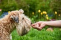 Photo of a dog receiving a reward for completing a command