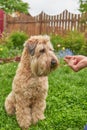 Photo of a dog receiving a reward for completing a command