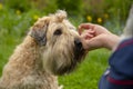 Photo of a dog receiving a reward for completing a command