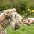 Photo of a dog receiving a reward for completing a command