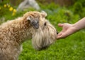 Photo of a dog receiving a reward for completing a command