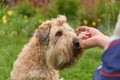 Photo of a dog receiving a reward for completing a command