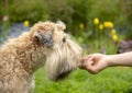 Photo of a dog receiving a reward for completing a command