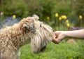 Photo of a dog receiving a reward for completing a command