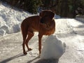 The dog Rhodesian ridgeback and the snowball Royalty Free Stock Photo