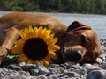 A dog, rhodesian ridgeback with sunflower Royalty Free Stock Photo