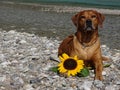 A dog, rhodesian ridgeback with sunflower Royalty Free Stock Photo