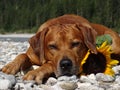 A dog, rhodesian ridgeback with sunflower Royalty Free Stock Photo