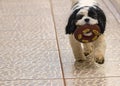 Dog Shih Tzu playing with a toy - Puppy playing a toy Royalty Free Stock Photo