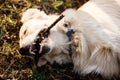 Photo of dog with stick Royalty Free Stock Photo