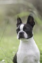 Portrait of a proud Boston Terrier against a green background