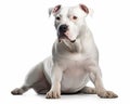 photo of Dogo Argentino isolated on white background. Generative AI