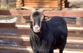 Domestic black goat.