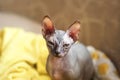 Photo of a domestic cat of the Sphynx breed. Portrait of a bald gray cat that walks the sofa and lies in a rug
