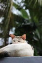Close Up Photo Domestic male White Cat