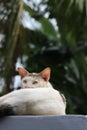 Cute Photo Domestic male White Cat