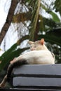 Close Up Photo Domestic male White Cat