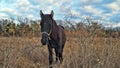 The Lonely Star- horse animal sky-