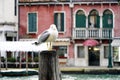 Photo of the dove taken from the left side of the Grand canal in Venice, Italy.