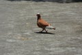 photo of a dove walking on the street Royalty Free Stock Photo