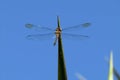 Dragon Fly expande wings