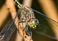 Dragonfly on branch extreme close up - Macrophotography of dragonfly on branch Royalty Free Stock Photo