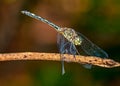 Dragonfly on branch extreme close up - Macrophotography of dragonfly on branch Royalty Free Stock Photo