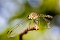 Dragonfly on branch extreme close up - Macrophotography of dragonfly on branch Royalty Free Stock Photo