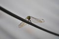 Photo of a dragonfly that can be used for commercial purposes and mock up designs and etc.. Royalty Free Stock Photo