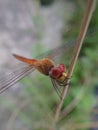 Orange Dragonfly in micro close angle Royalty Free Stock Photo