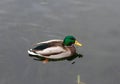 Photo of drake on the pond. Close-up. Royalty Free Stock Photo