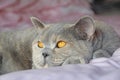 day-dreaming british shorthair pedigree cat Royalty Free Stock Photo