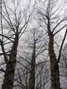 Dreary Winter Bare Trees on an Overcast Day in February