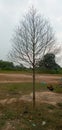 Photo of dred up tree in the field India village Royalty Free Stock Photo
