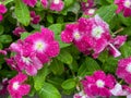 Drenched Pink Impatiens Flowers in September in Fall