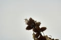 Photo of dried bush of thorns