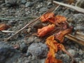 photo of dried Flamboyant flowers falling to the ground