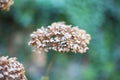 Photo dried flower close-up