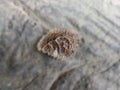 photo of dried fruit of wild plants taken from the forest with unique and beautiful fruit veins