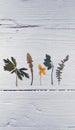 Photo of dried herbs on wooden white background