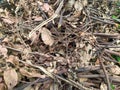 Photo of dried leaves and tree branches.