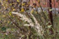 Photo of dried meadow grass. Close-up.