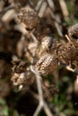 Photo of a dried prickly plant. The topic of water shortage